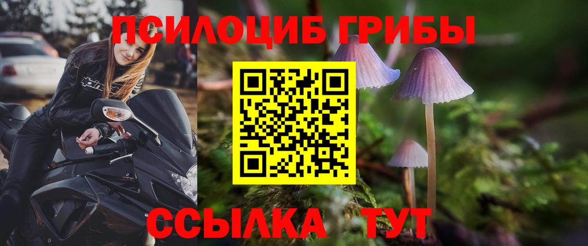 Псилоцибиновые грибы Cubensis  Вход с VPN  Чита 
